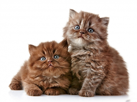 Kittens - brown, couple, cat, animal, sweet, cute, pisica, kitten