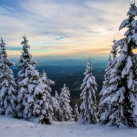 Snow-Covered Trees in the Mountains