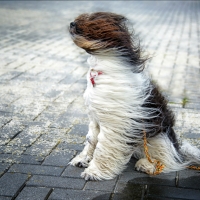 Sheep Dog on a Windy Day