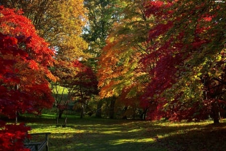 autumn tree's - autumn, yard, grass, trees