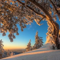 Snowy Mountain Trees in Winter