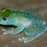 PRETTY FROG