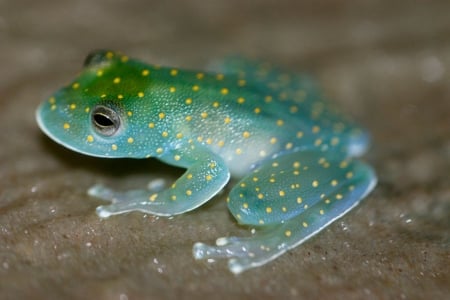 PRETTY FROG - frog, image, animal, pretty