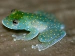 PRETTY FROG