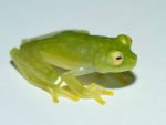 GLASS FROG