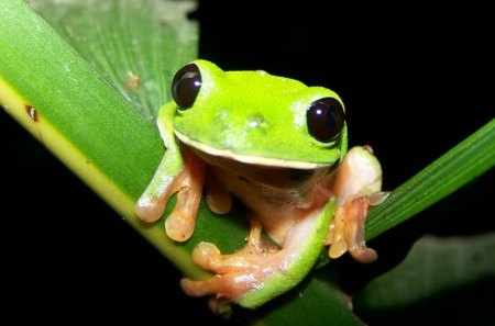 CUTE FROG