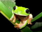 CUTE FROG