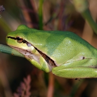 FROG SITTING