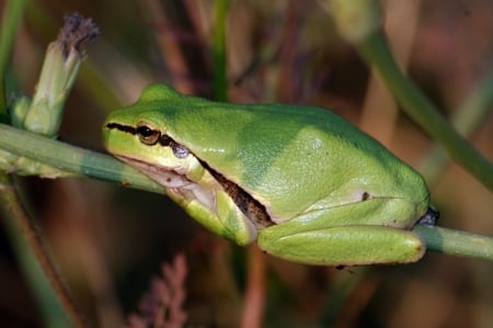 FROG SITTING - ANIMAL, IMAGE, SITTING, FROG