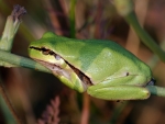 FROG SITTING