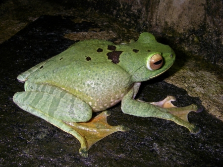 LITTLE FROG - frog, image, animal, little