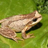 BROWN TREE FROG