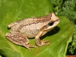 BROWN TREE FROG