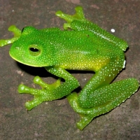 GREEN FROG