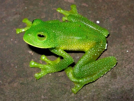 GREEN FROG - frog, image, animal, green