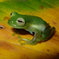 LITTLE GREEN FROG