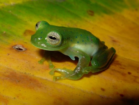 LITTLE GREEN FROG - ANIMAL, IMAGE, FROG, GREEN