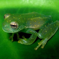 CUTE GREEN FROG