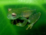 CUTE GREEN FROG