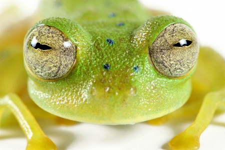 GLASS FROG - frog, image, glass, animal