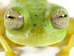 GLASS FROG