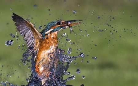 Kingfisher - water, wings, hunting, drops, fish