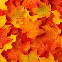 Autumn  Leaves