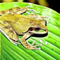 MASKED TREE FROG