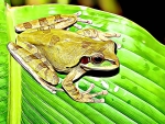 MASKED TREE FROG