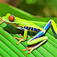 RED EYED TREE FROG