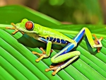 RED EYED TREE FROG