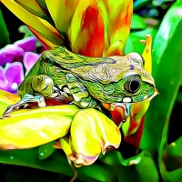 PRETTY FROG