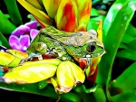 PRETTY FROG