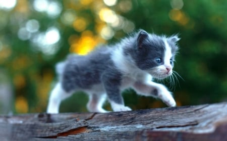 Baby Kitten - fluffy, cat, animal, cute, kitten