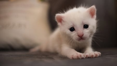 Kitten