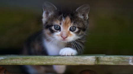 Kitten - animal, pisica, kitten, paw, cute, sweet, cat