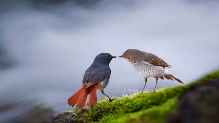 Birds - bird, blue, pasare, kiss, orange, couple