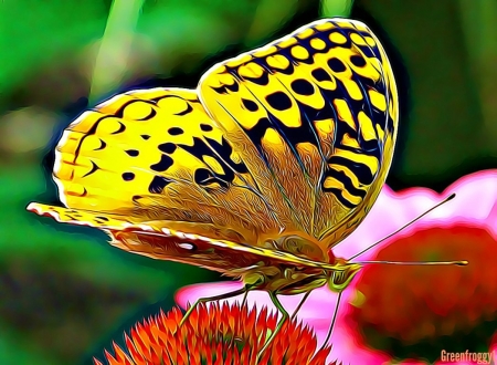 BUTTERFLY MACRO