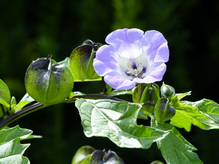 Blue flower - blades, blue, summer, garden, flower