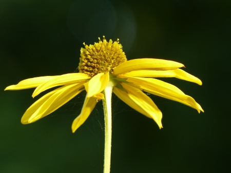 Rudbeckia - garden, rudbeckia, yellow, flower