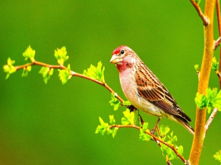 Little Bird - nature, green, bird, branch