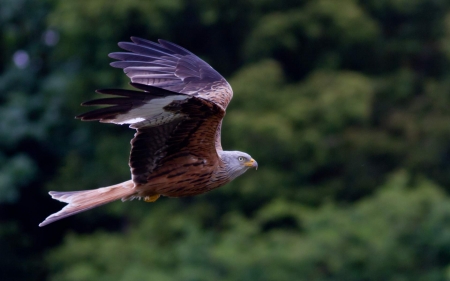 Flying Hawk - flying, hawk, wings, animal, bird