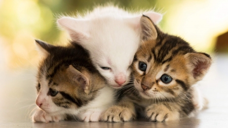 Cute Kitties - animal, kittens, cute, cat, kitties