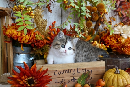 Country living - sweet, cat, flowers, basket, fluffy, grey, kitten, cute, adorable, country, kitty