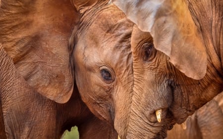 Elephants - brown, animal, orange, texture, elephant, couple, skin