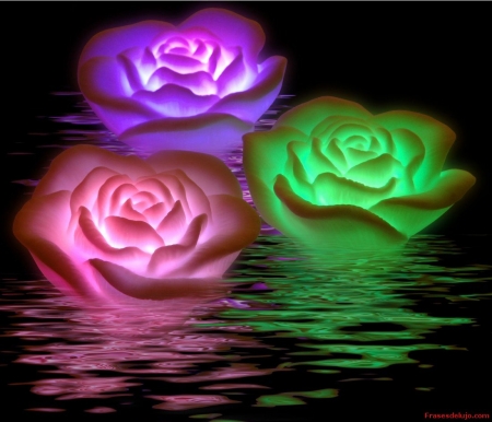 Flowers on Water - flowers, roses, reflection, colorful