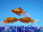 3 Goldfish