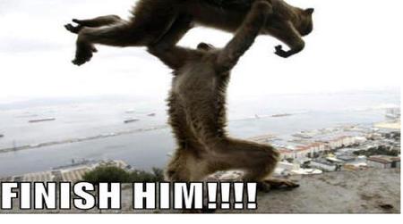 Finish Him - lolcats, funny, cat