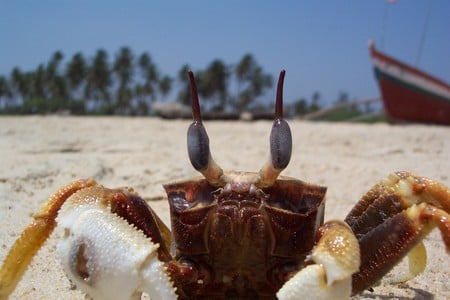 I got crabs! - sand, cool, cute, beach, crab, macro, goa