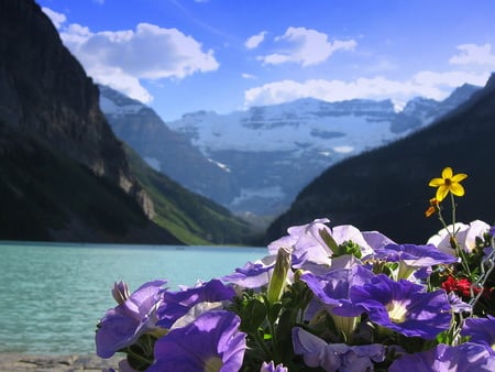 Flowers at Lake Louise, Alberta - rockies, flowers, lake, mountains